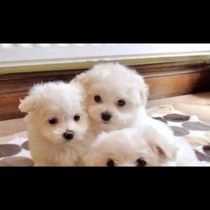 Meet your Posher, Joyce